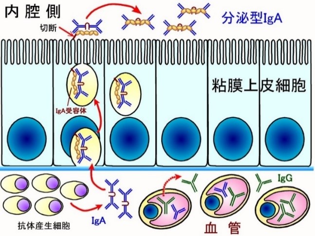 図4_uncategorizeda322.jpg